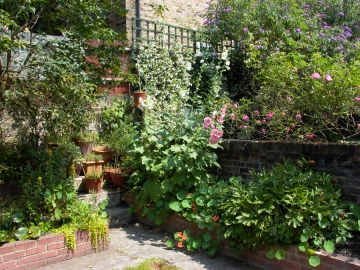My garden in Stoke Newington