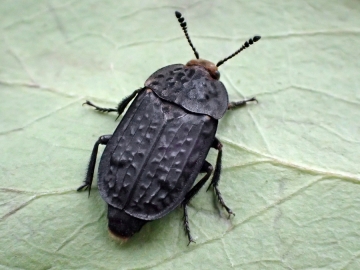 Thanatophilus rugosus