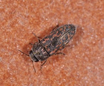 Acmaeodera rubromaculata
