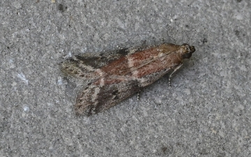 Acrobasis suavella