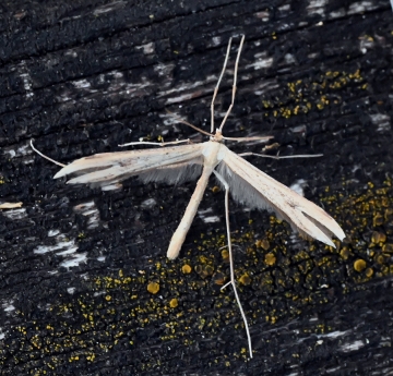 Adaina microdactyla
