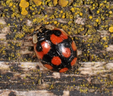 Adalia decempunctata