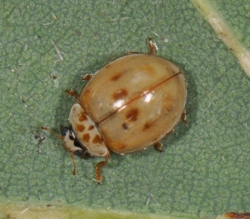 Adalia decempunctata