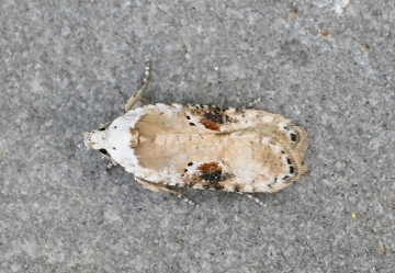 Agonopterix alstromeriana