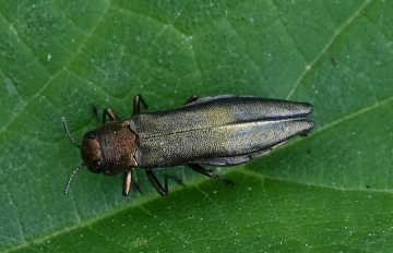 Agrilus viridis