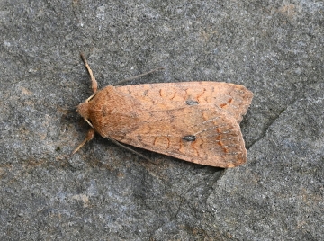 Agrochola macilenta