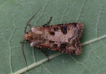 Agrotis clavis