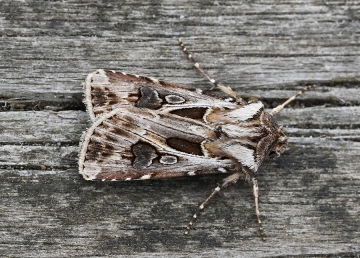 Agrotis vestigialis