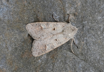 Ammoconia caecimacula