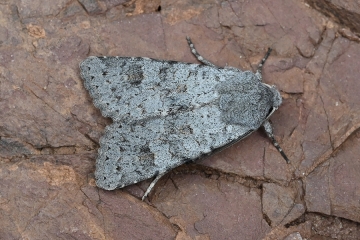 Ammoconia reisseri