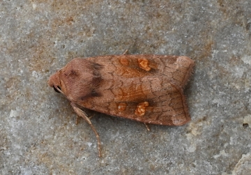 Amphipoea fucosa