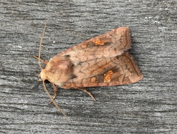 Amphipoea fucosa