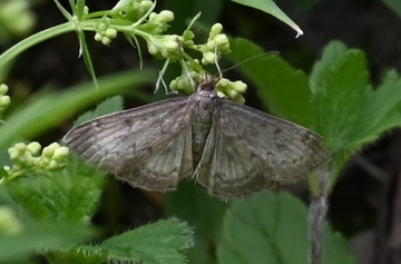 Anania fuscalis