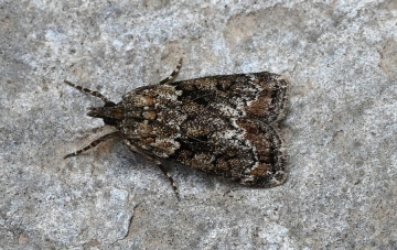 Anarpia incertalis