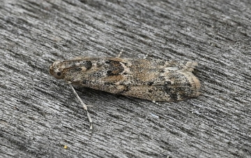 Ancylosis oblitella