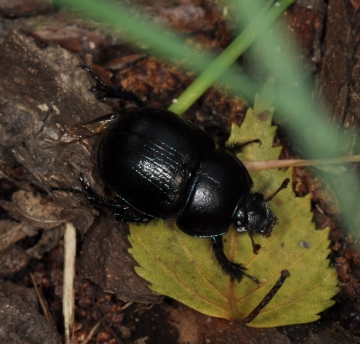 Anoplotrupes stercorosus