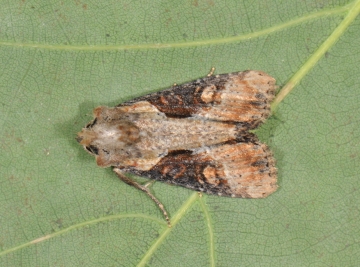 Noctuidae: Apamea ophiogramma