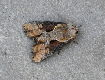 Apamea ophiogramma