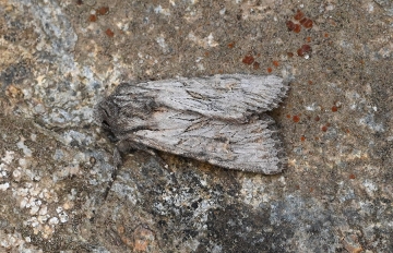 Aporophyla australis