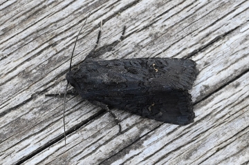 Aporophyla nigra