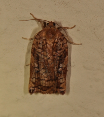 Tortricidae: Archips oporana