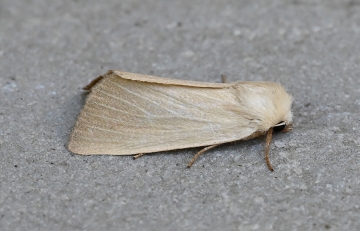 Arenostola phragmitidis
