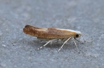 Argyresthia albistria