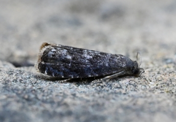 Aspila funebrana