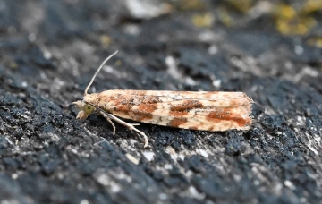 Bactra furfurana
