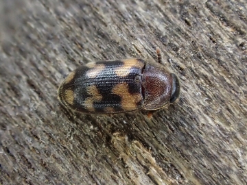 Mycetophagus salicis