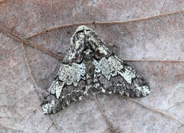 Biston strataria