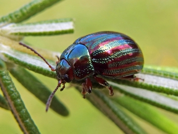 Chrysolina americana
