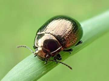 Chrysolina oricalcia