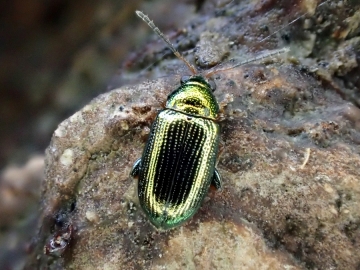 Crepidodera plutus