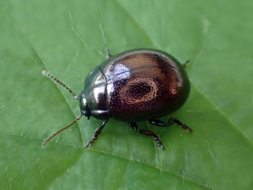 Chrysolina purpurascens