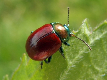 Chrysolina polita