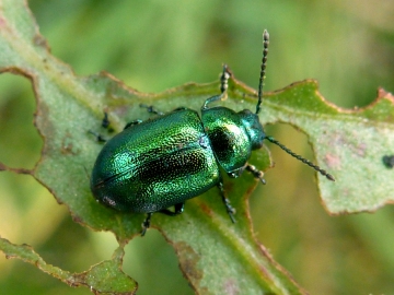 Gastrophysa viridula