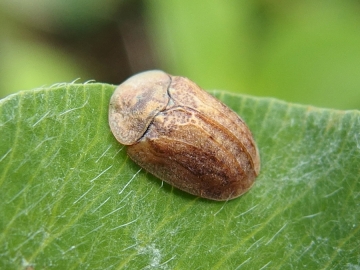 Hypocassida subferruginea