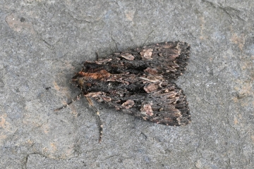 Blepharita satura