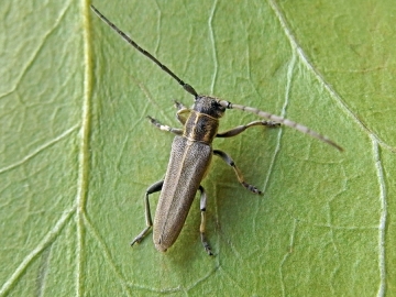 Phytoecia nigricornis