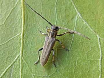 Phytoecia nigricornis