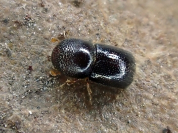 Xylosandrus germanus