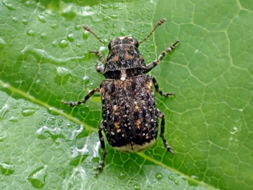 Dissoleucas niveirostris