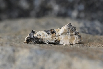Brevicornutia pallidana