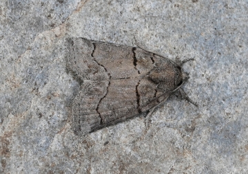 Bryophila tephrocharis