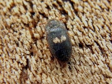 Biphyllus lunatus