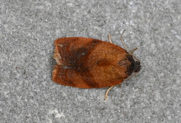 Cacoecimorpha pronubana