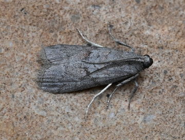 Cadra figulilella