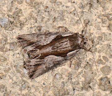 Noctuidae: Calliergis ramosa
