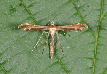 Capperia britanniodactyla